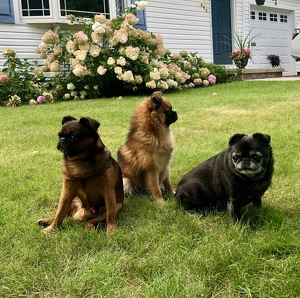 Chewbacca and Friends